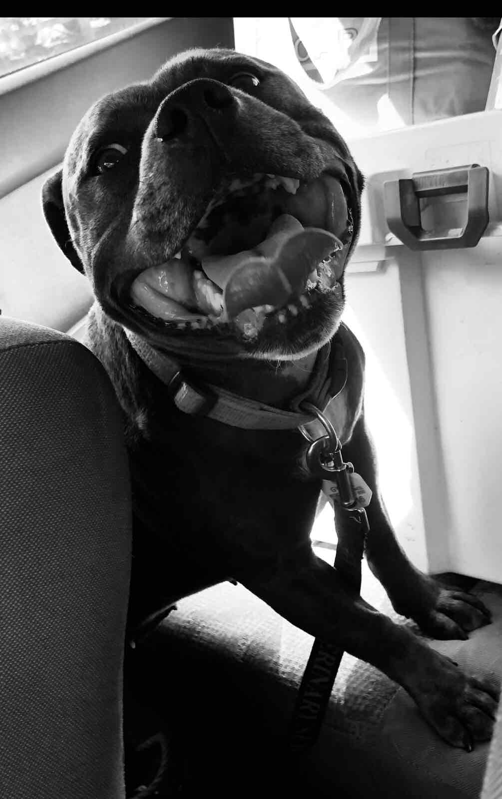 aussie dog home alone medium