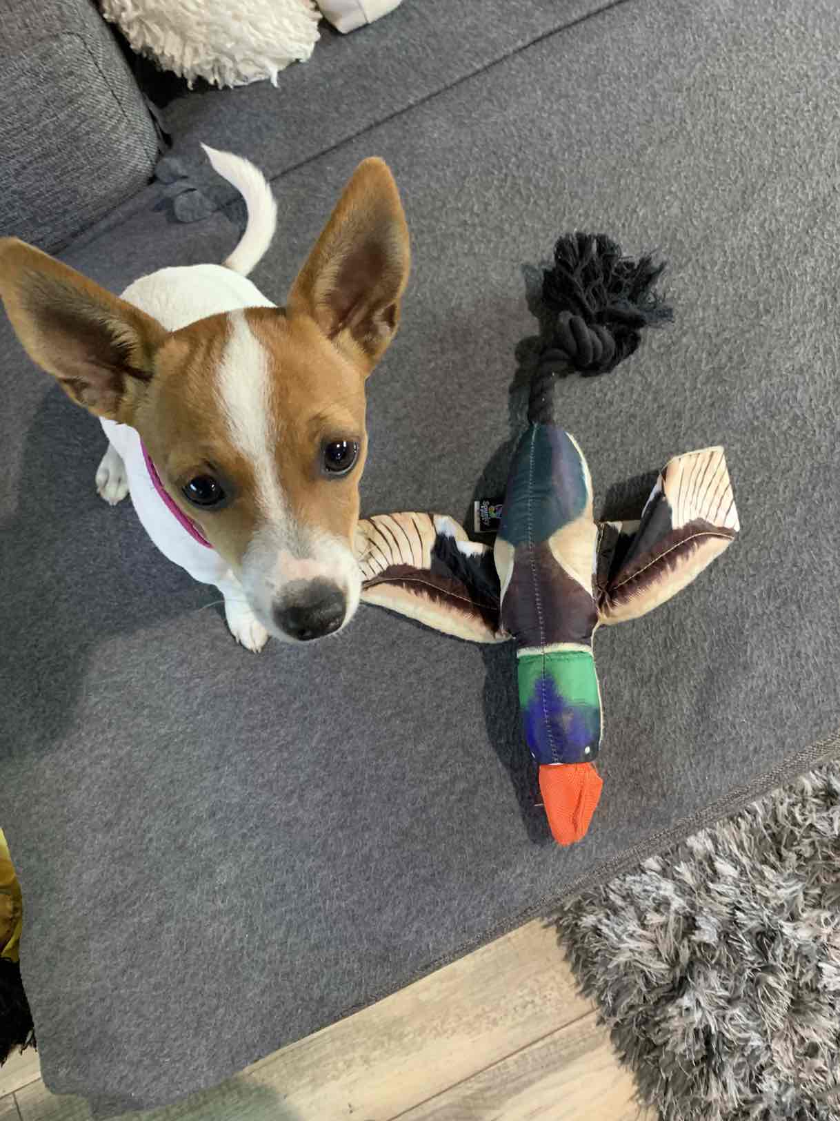 fly and fetch dog toy