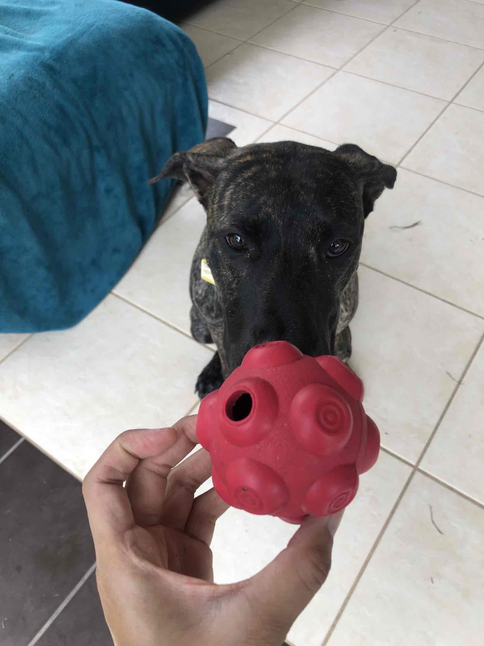 Yours Droolly Entertaineze Playmates Bouncy Treat Ball Medium Dog