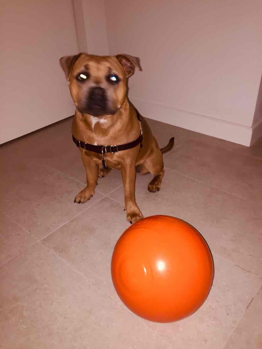 staffy ball reviews