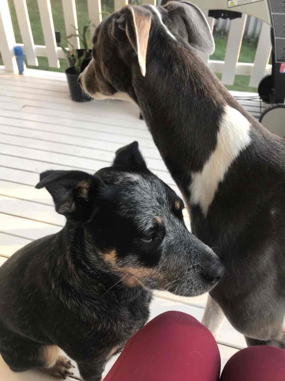 Aristopet Outdoor Garden Repellent Dog And Cat 1kg 35.99