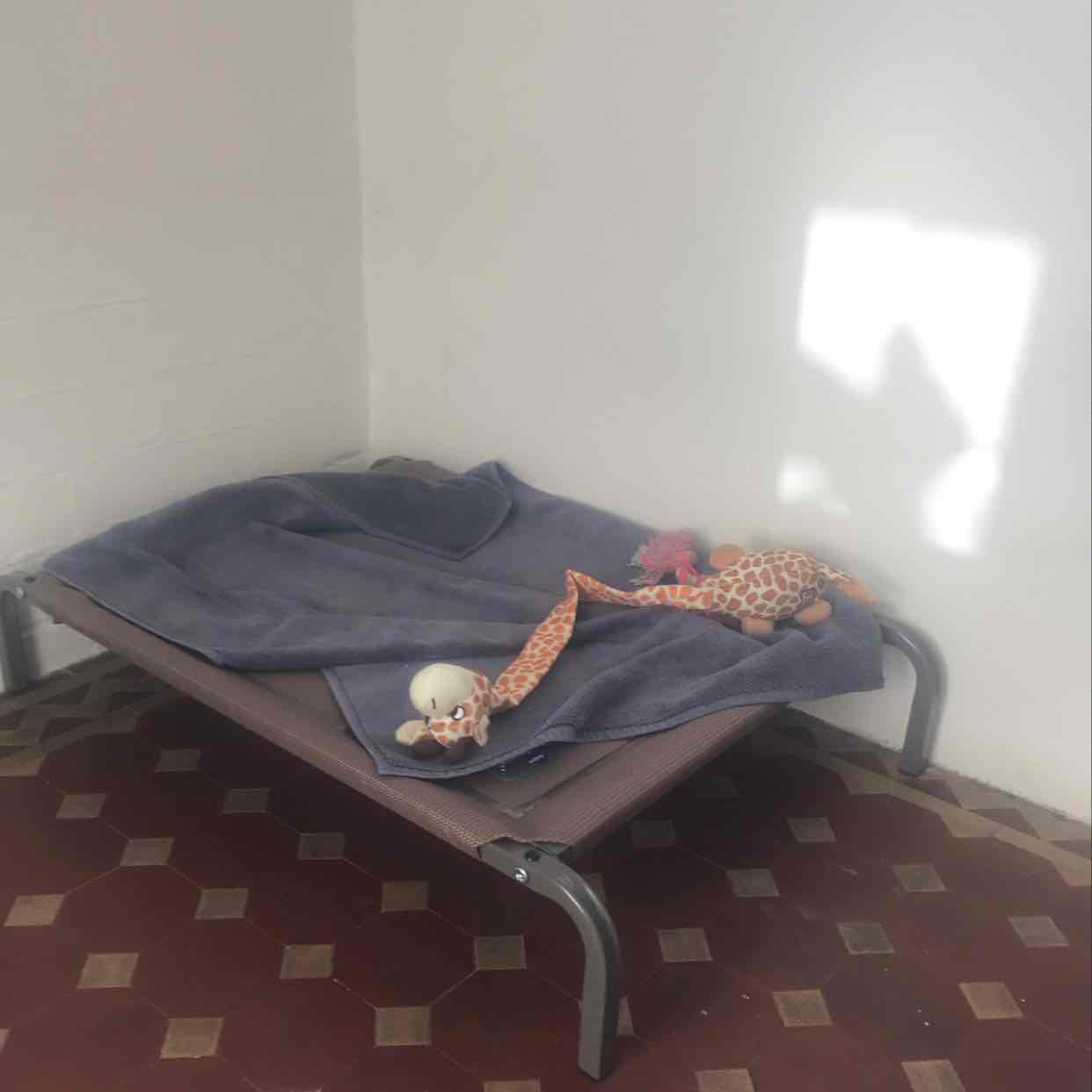 Kazoo Designer Daydream Trampoline Cafe Mocha Medium Dog Bed 73.56