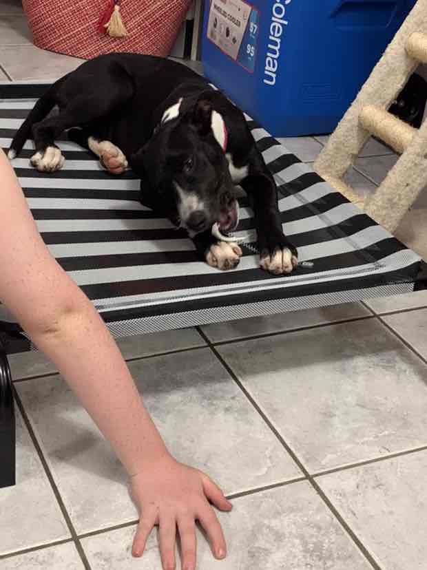 Kazoo Classic Daydream Trampoline Black White Large Dog Bed 90.36