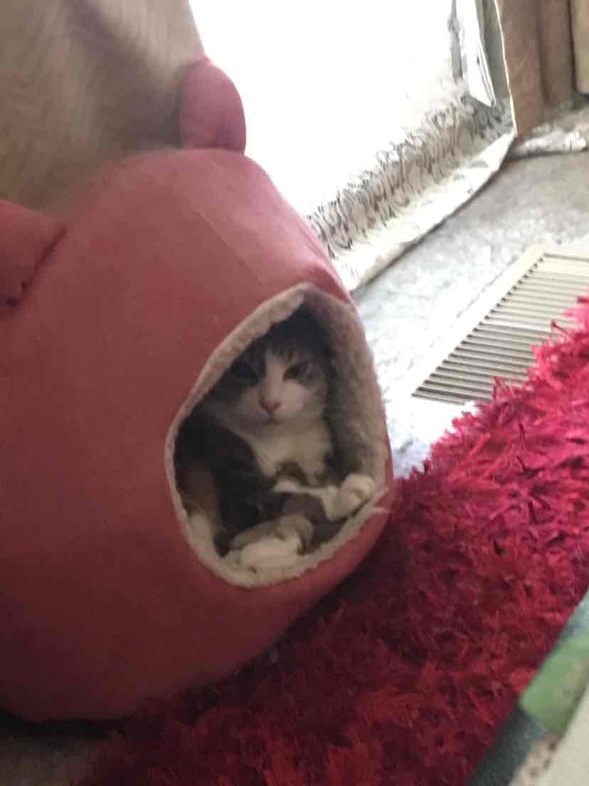 kong incline cat scratcher refill