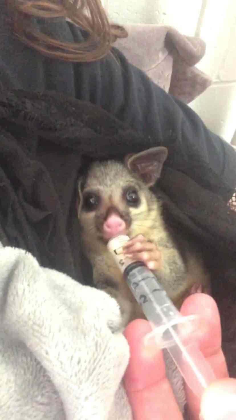 Wombaroo Possum Milk Over 0.8 250gm 10.50