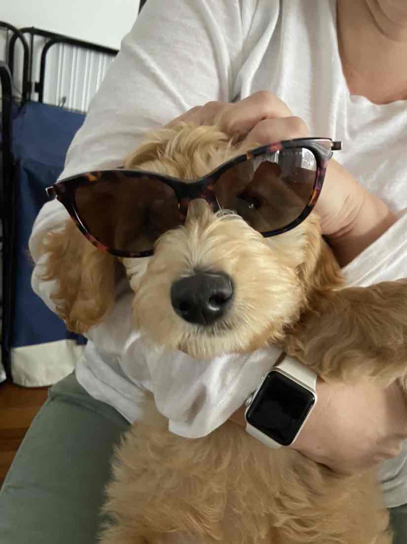 Ivory Coat Grain Free Chicken Puppy All Breeds Dry Dog Food 13kg 114.95