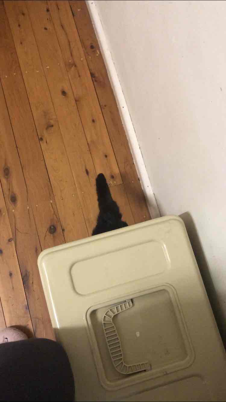 Kitter Cat Litter Tray Hood Only 31.14