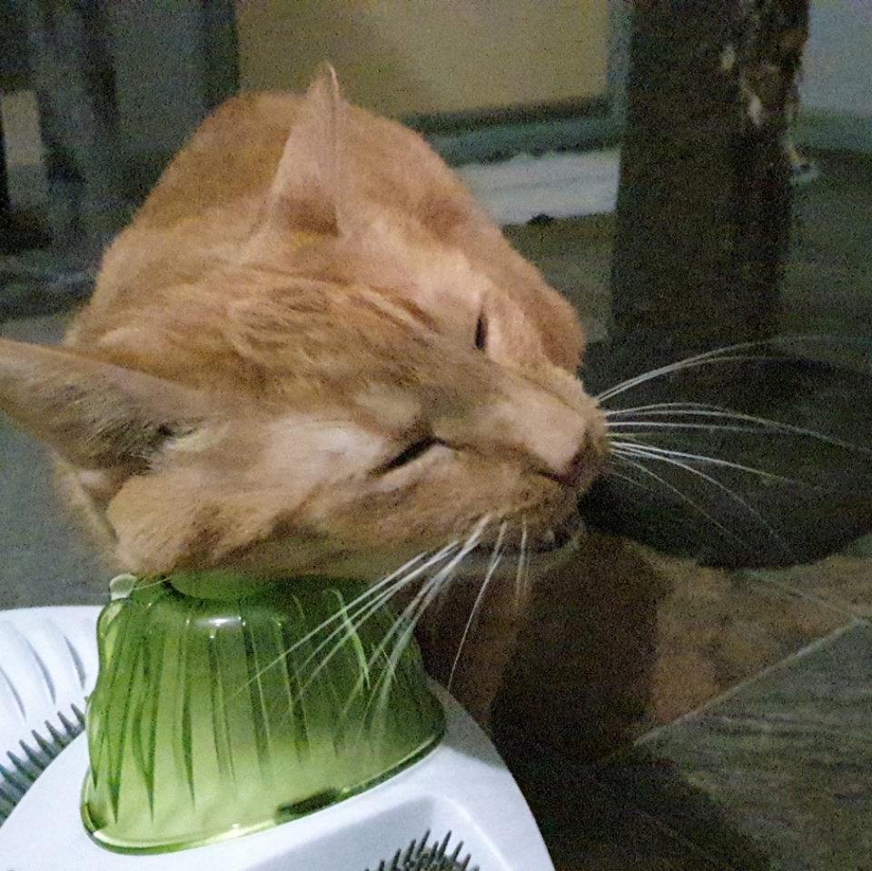 catit play n scratch refill