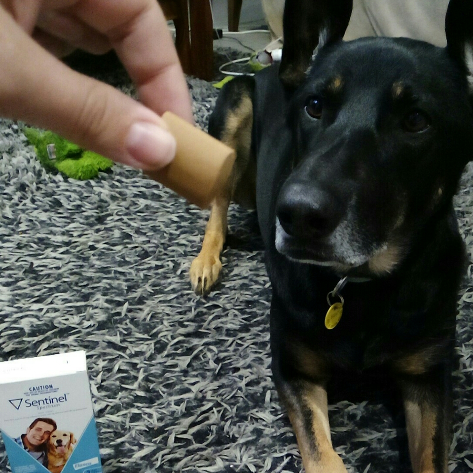 sentinel spectrum blue 6 pack best price