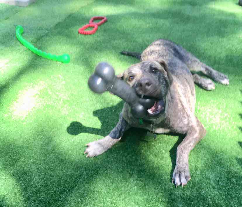 kong extreme bone large