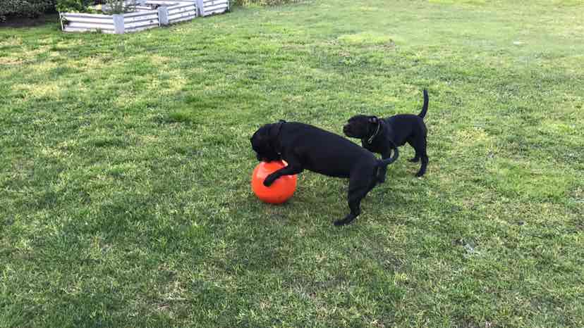 STAFFIE BALL AUSSIE DOG TOY ULTIMATE HARD WEARING BALL FOR DOGS