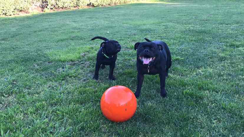 staffy ball reviews