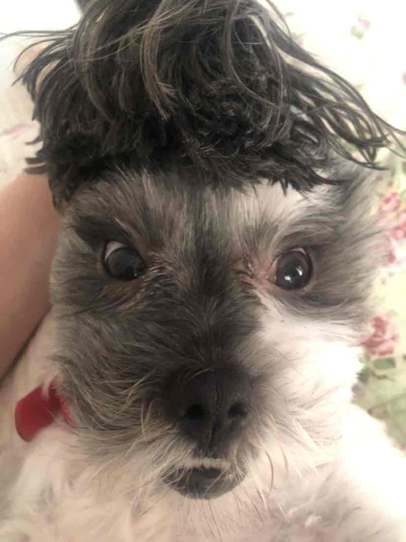 ilium ear drops petstock