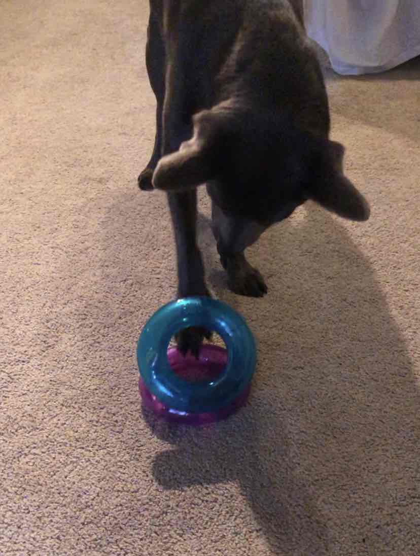 Kong Treat Spiral Ring Dog Toy - Large