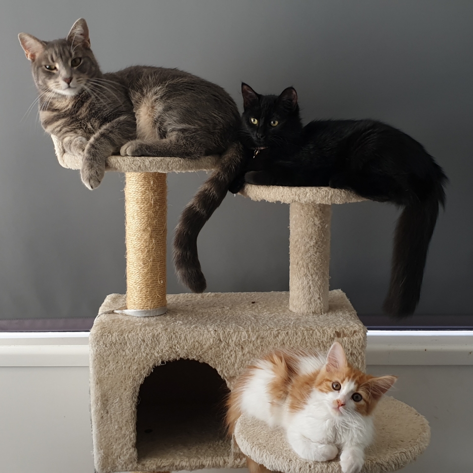 Kitter Wood Pellet Cat Litter 15kg 20.50