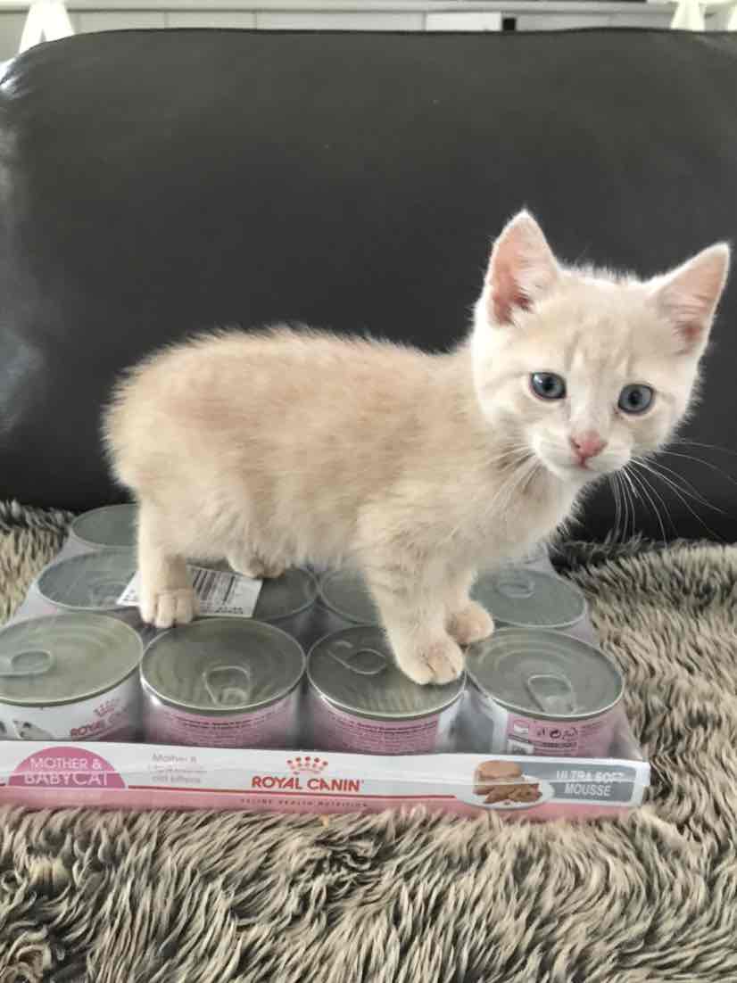 royal canin mother and baby cat 10kg