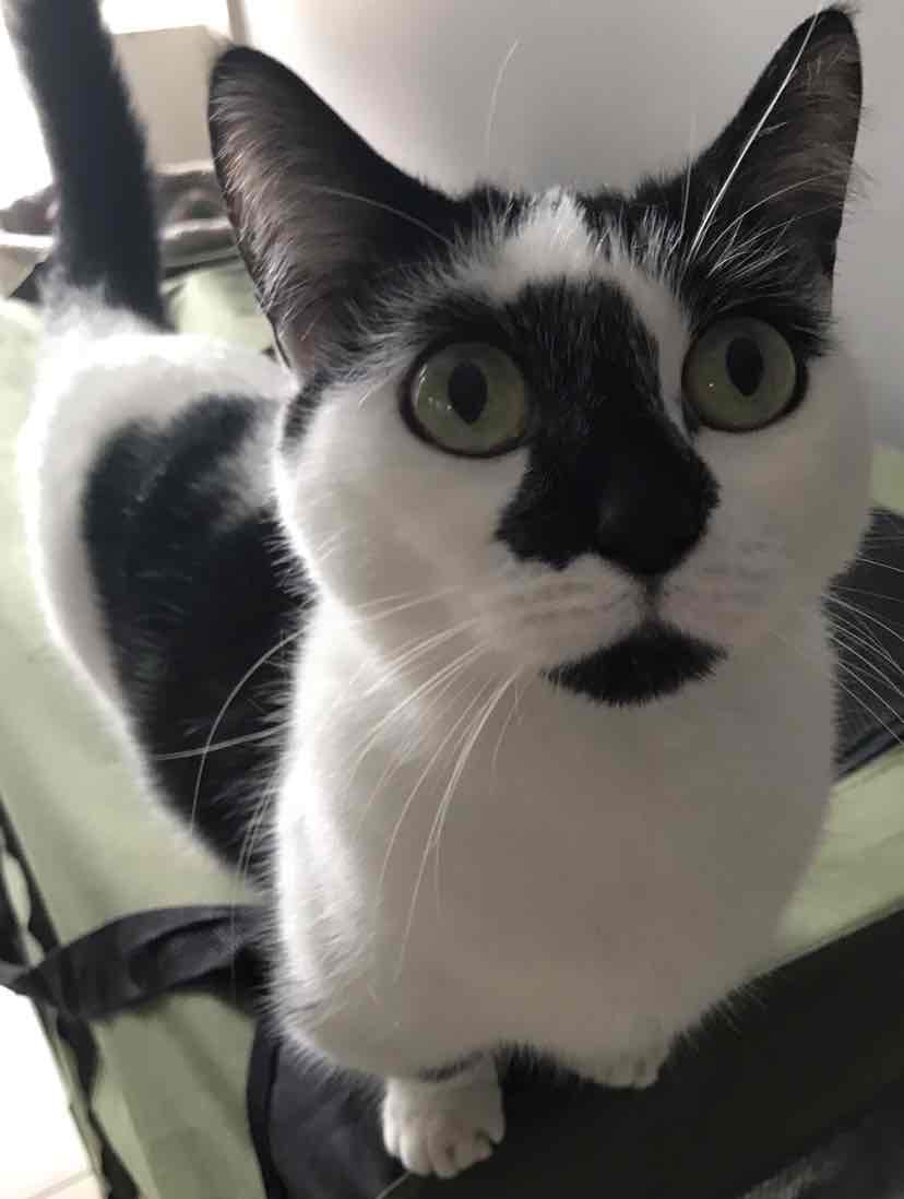 fidos all wormer tablets