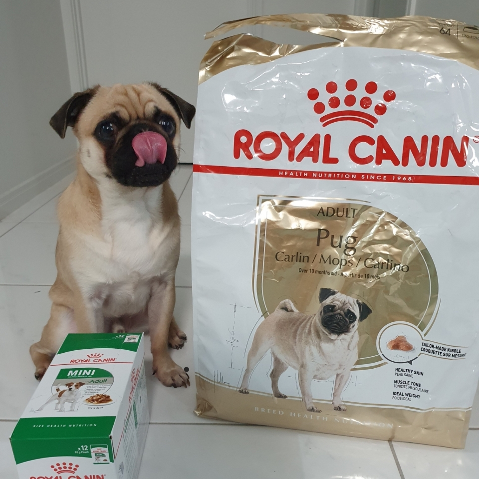 Royal Canin Pug Puppy Dry Dog Food 1.5kg 30.80