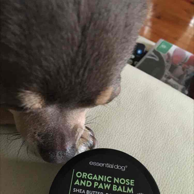 Essential Dog Organic Nose And Paw Balm For Dogs 50g