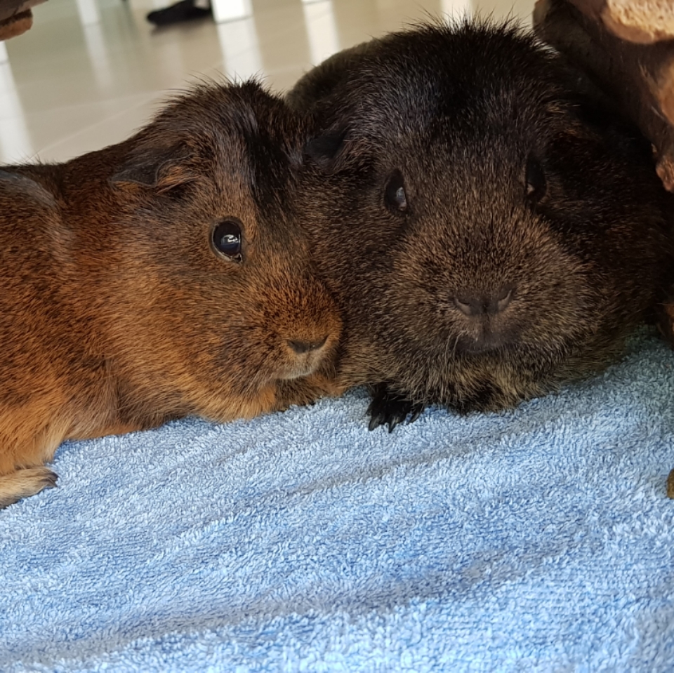 Vetafarm Cavy Origins Complete Balanced Diet Guinea Pig Food 1.5kg 14.64