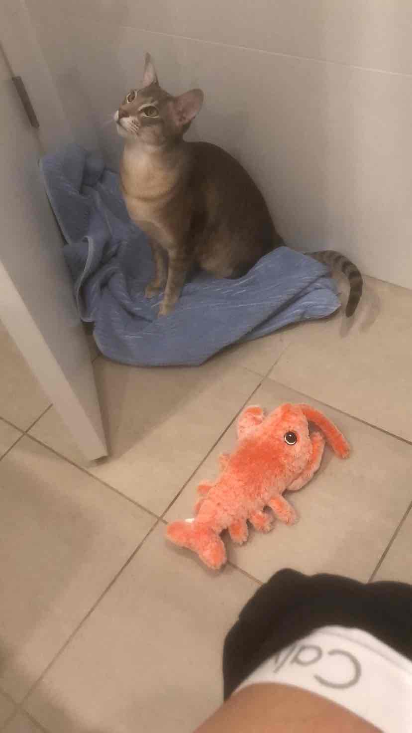 Qi - New South Wales