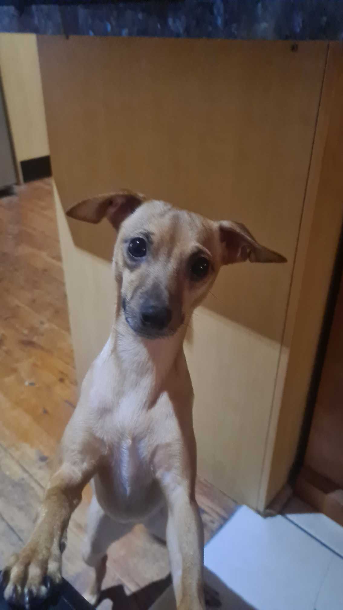 Belinda - New South Wales