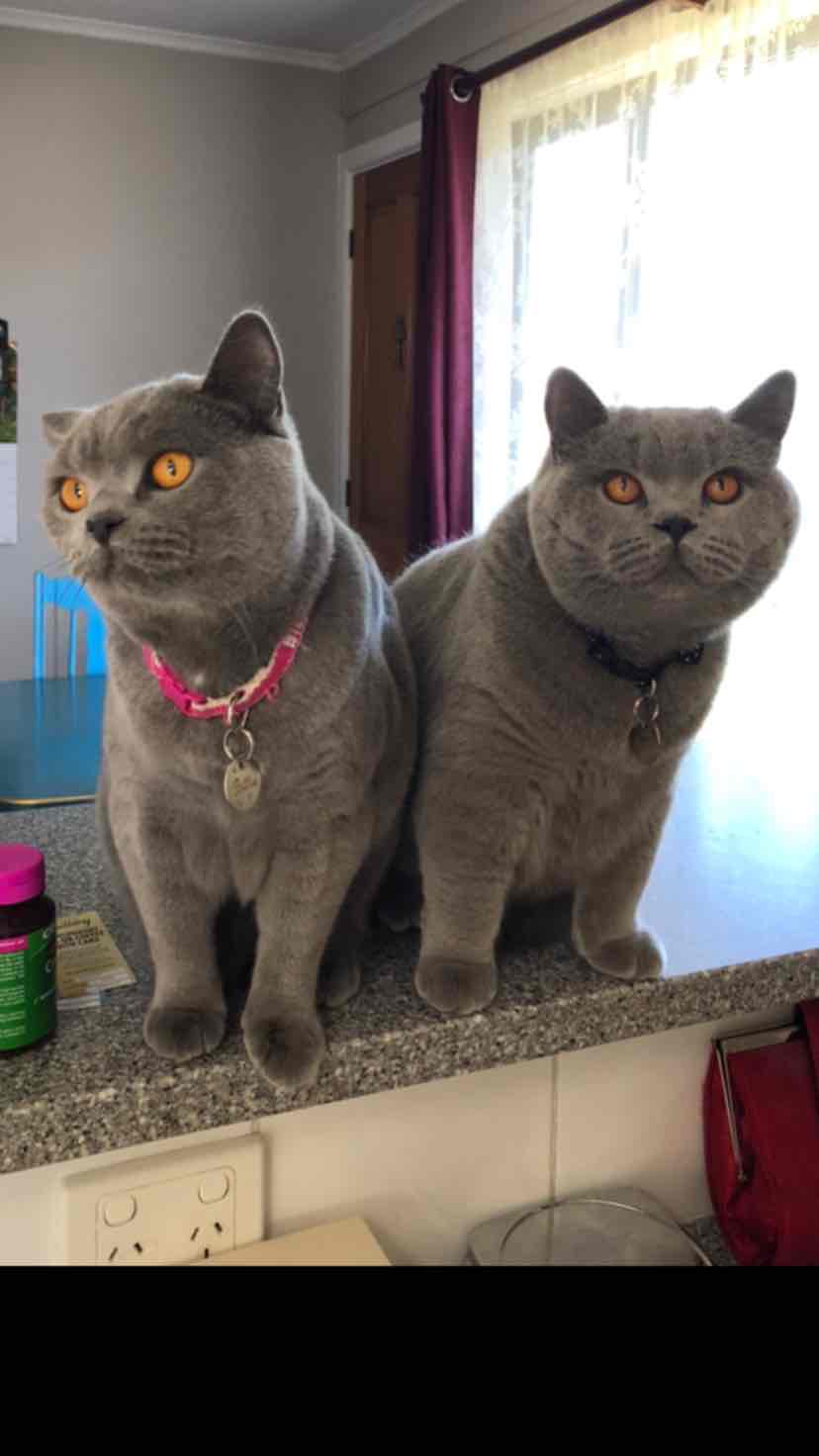 aristopet cat laxative