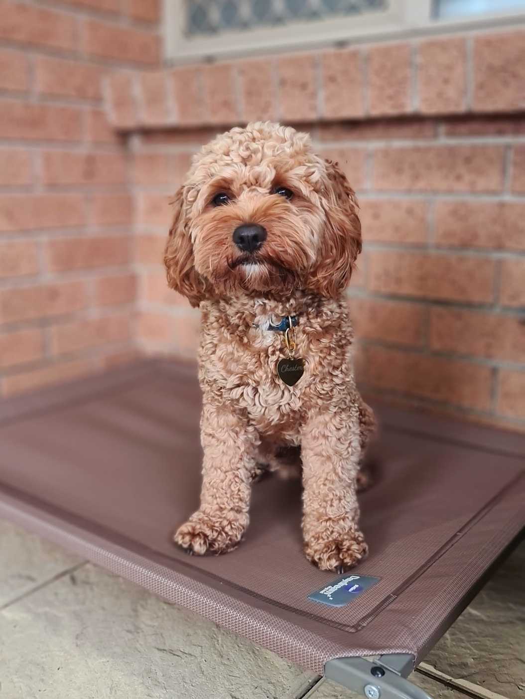 Kazoo Designer Daydream Trampoline Cafe Mocha Medium Dog Bed 73.56