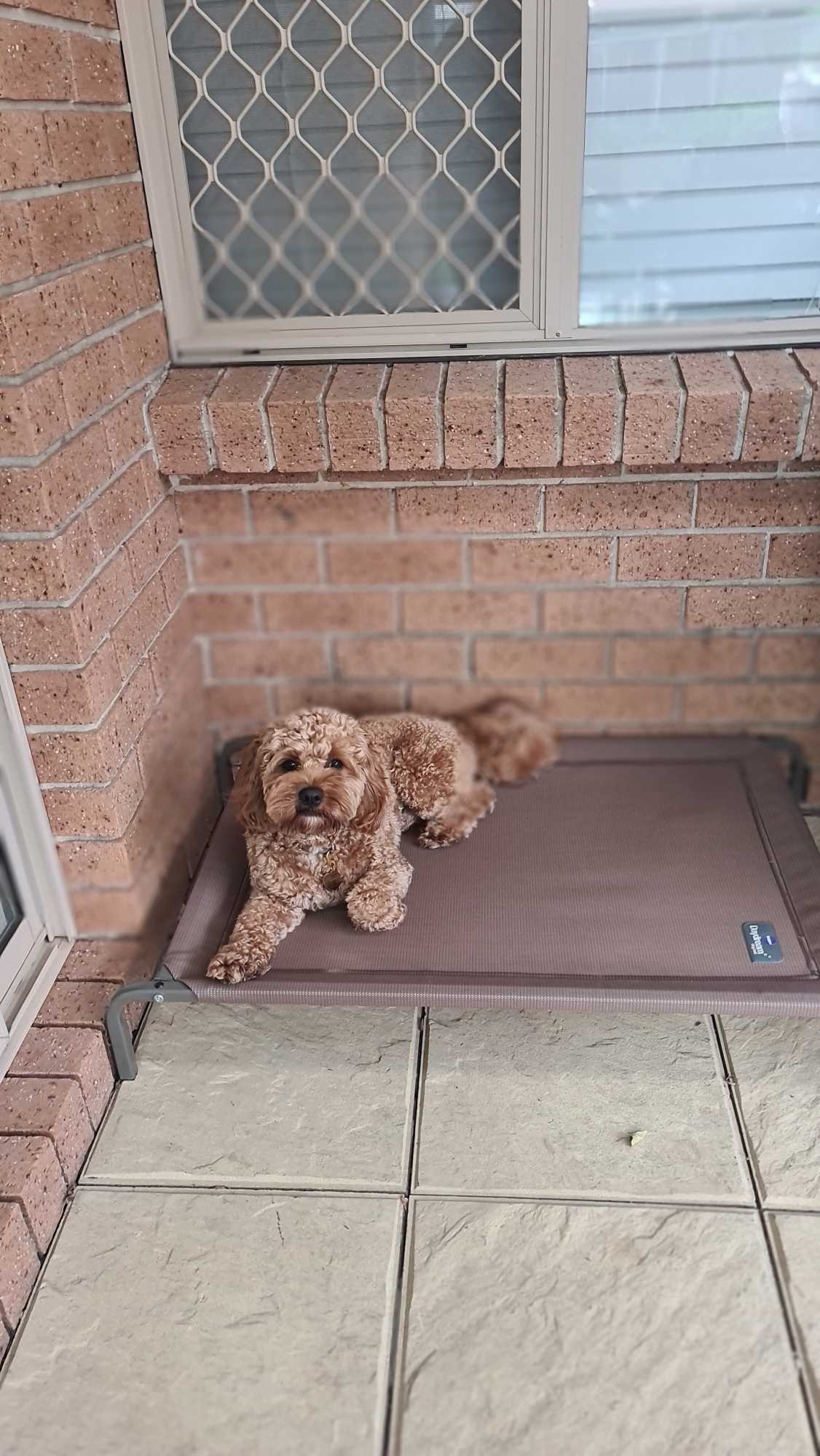 Kazoo Designer Daydream Trampoline Cafe Mocha Medium Dog Bed 73.56