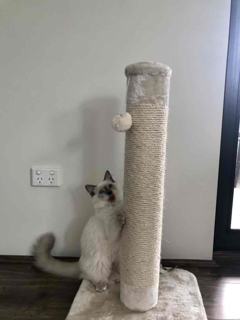 Kazoo Cat Scratching Post Tree Grey And Black Medium With Ball Toy For