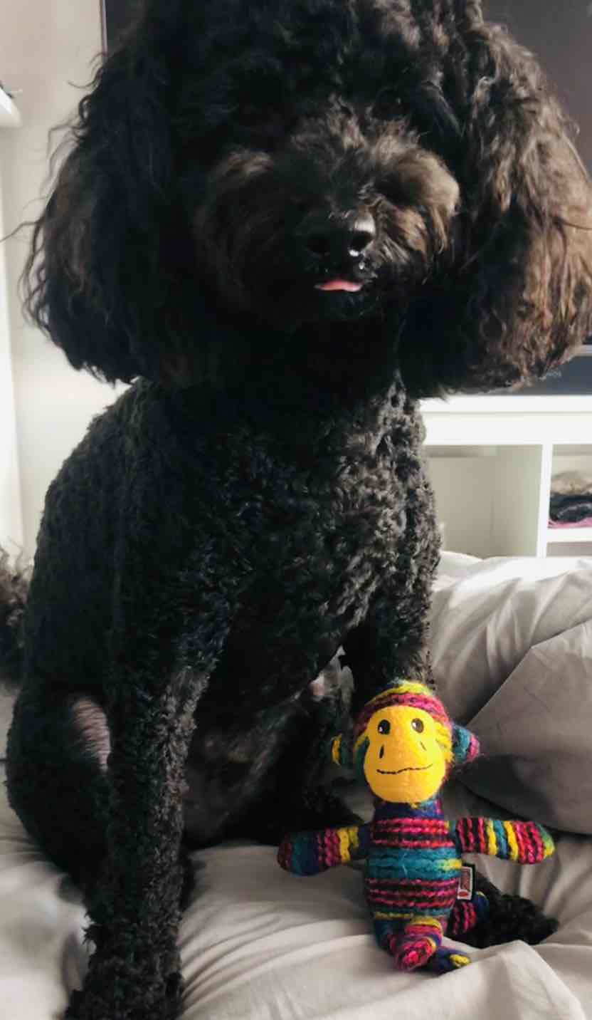 kong yarnimals monkey