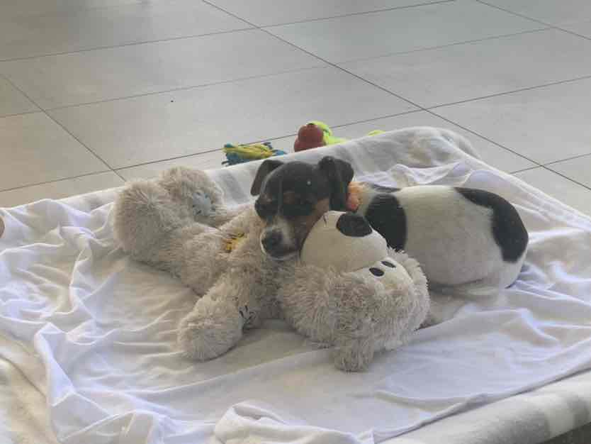 Kazoo Classic Daydream Trampoline Black White Large Dog Bed 90.36