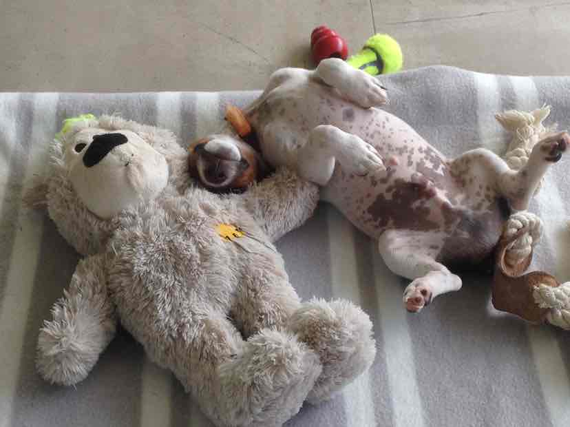 Kazoo Classic Daydream Trampoline Black White Large Dog Bed 90.36