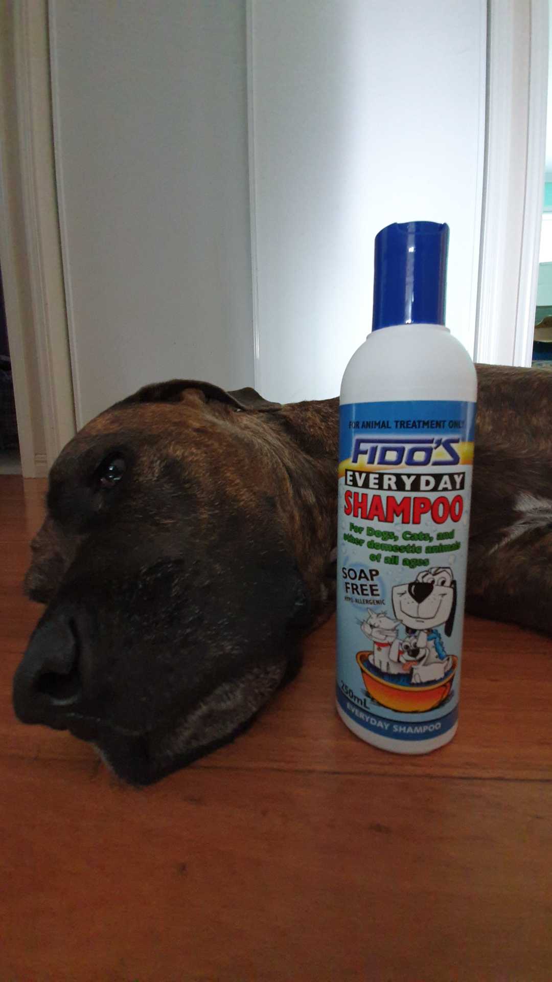 fidos everyday shampoo