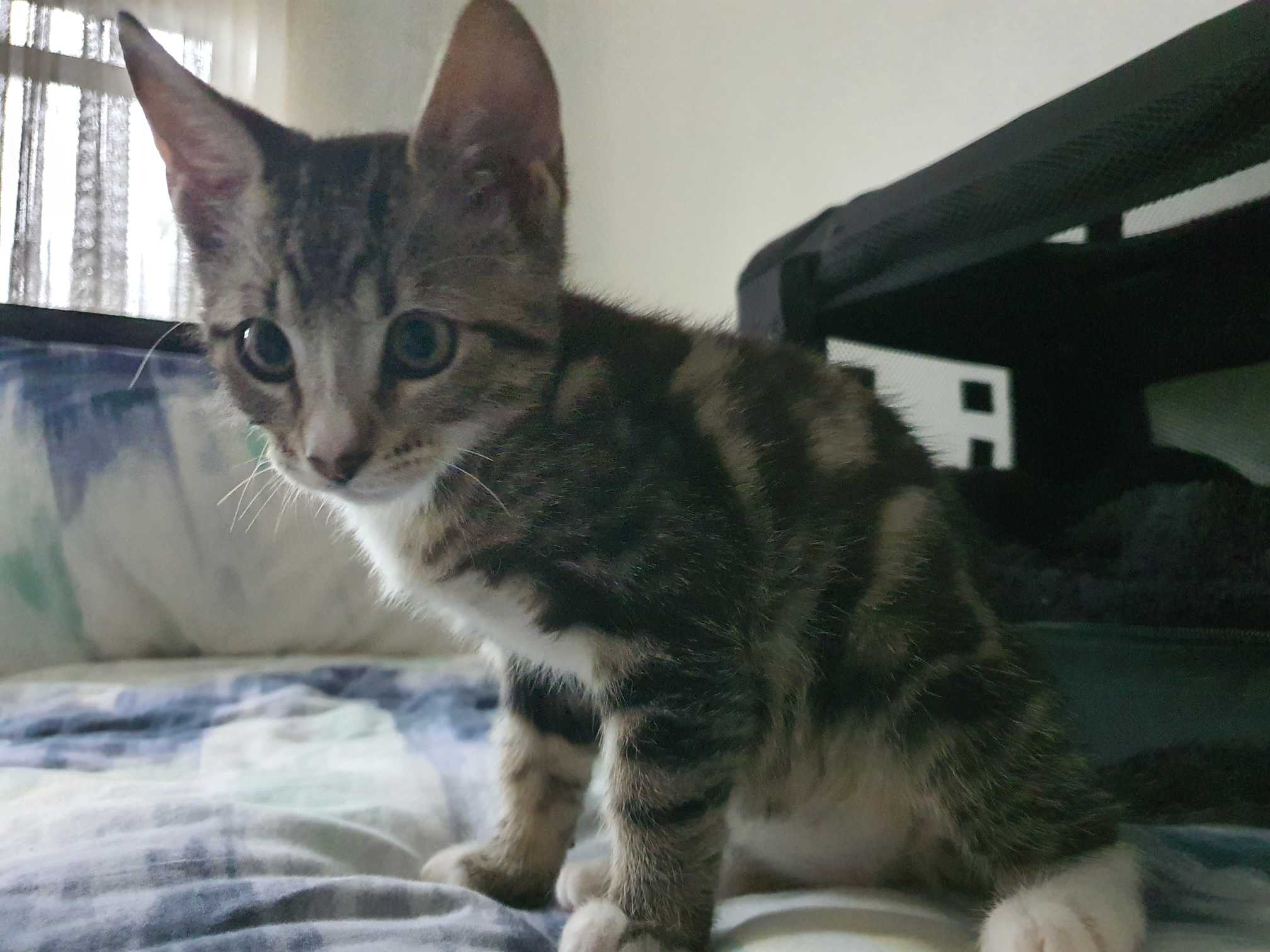 catit play n scratch refill