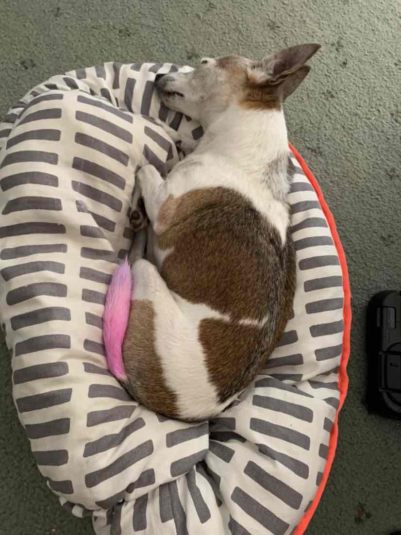 Catit 2.0 Wellness Gum Stimulators 3 Pack For Use With Senses 2.0