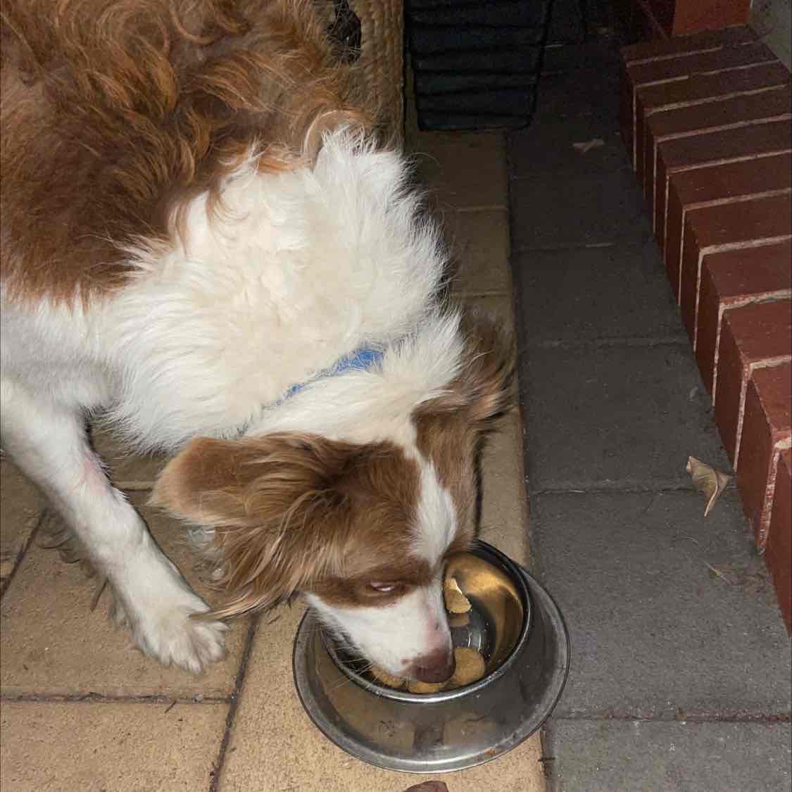 Hills Prescription Diet Canine td Dental Care Chicken Dry Dog Food 2