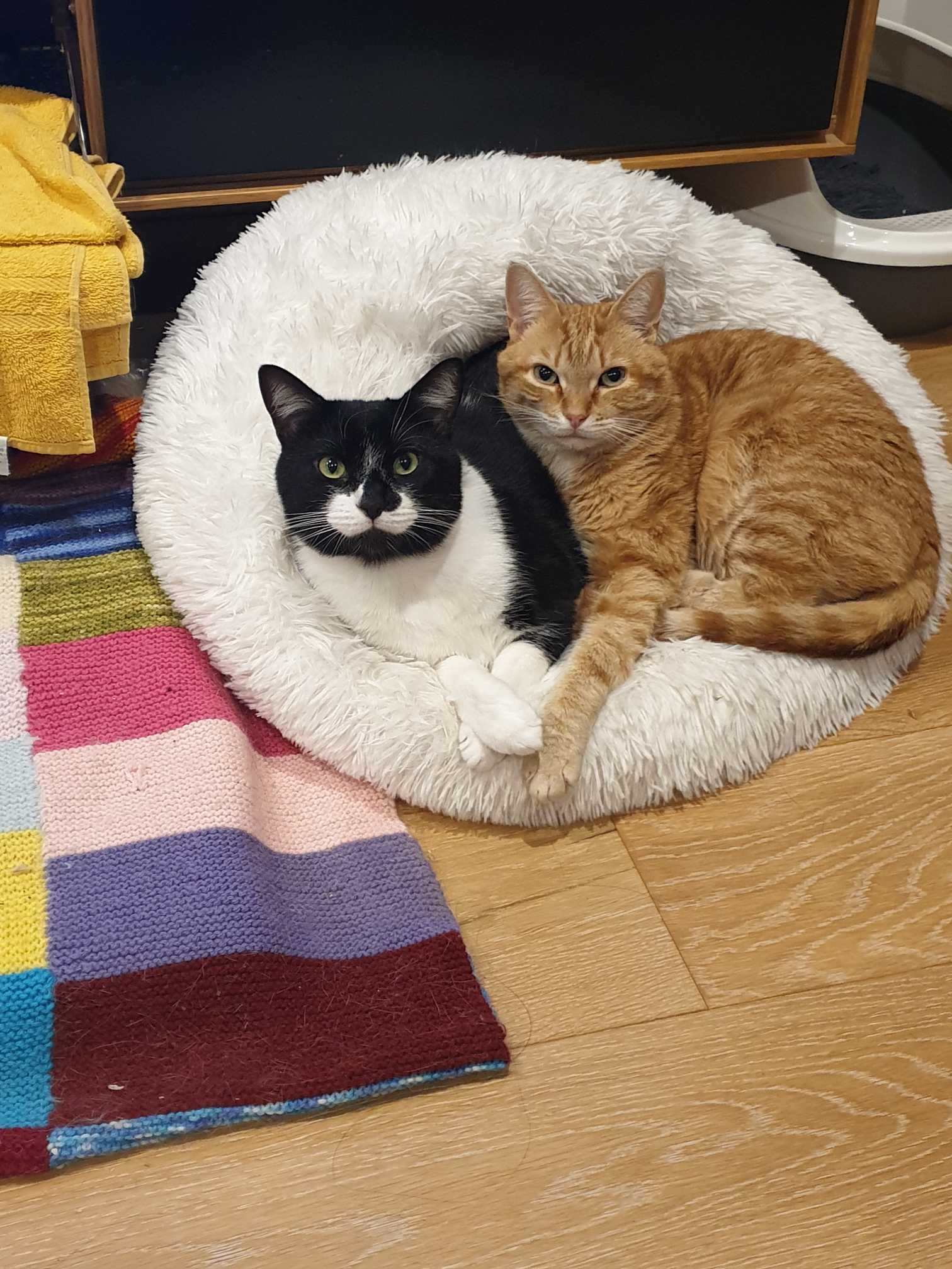 Meals for Meows MfM Single Meat Protein Grain Free Duck Adult Dry Cat