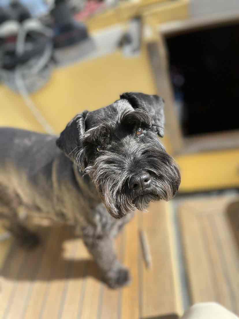 royal canin standard schnauzer