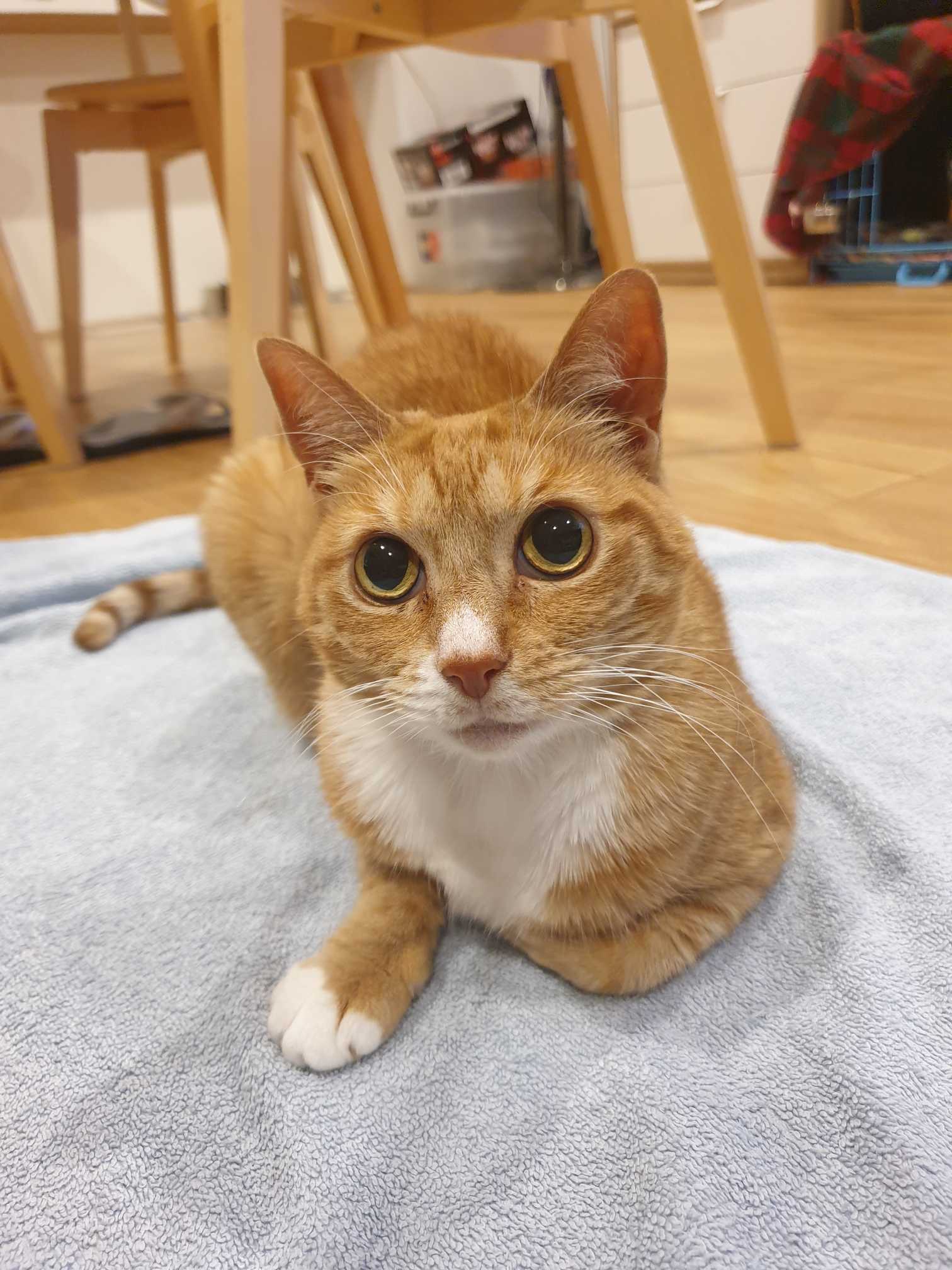 Turmeric Life Turmeric And Liver Bites For Dogs 350gm 42.88