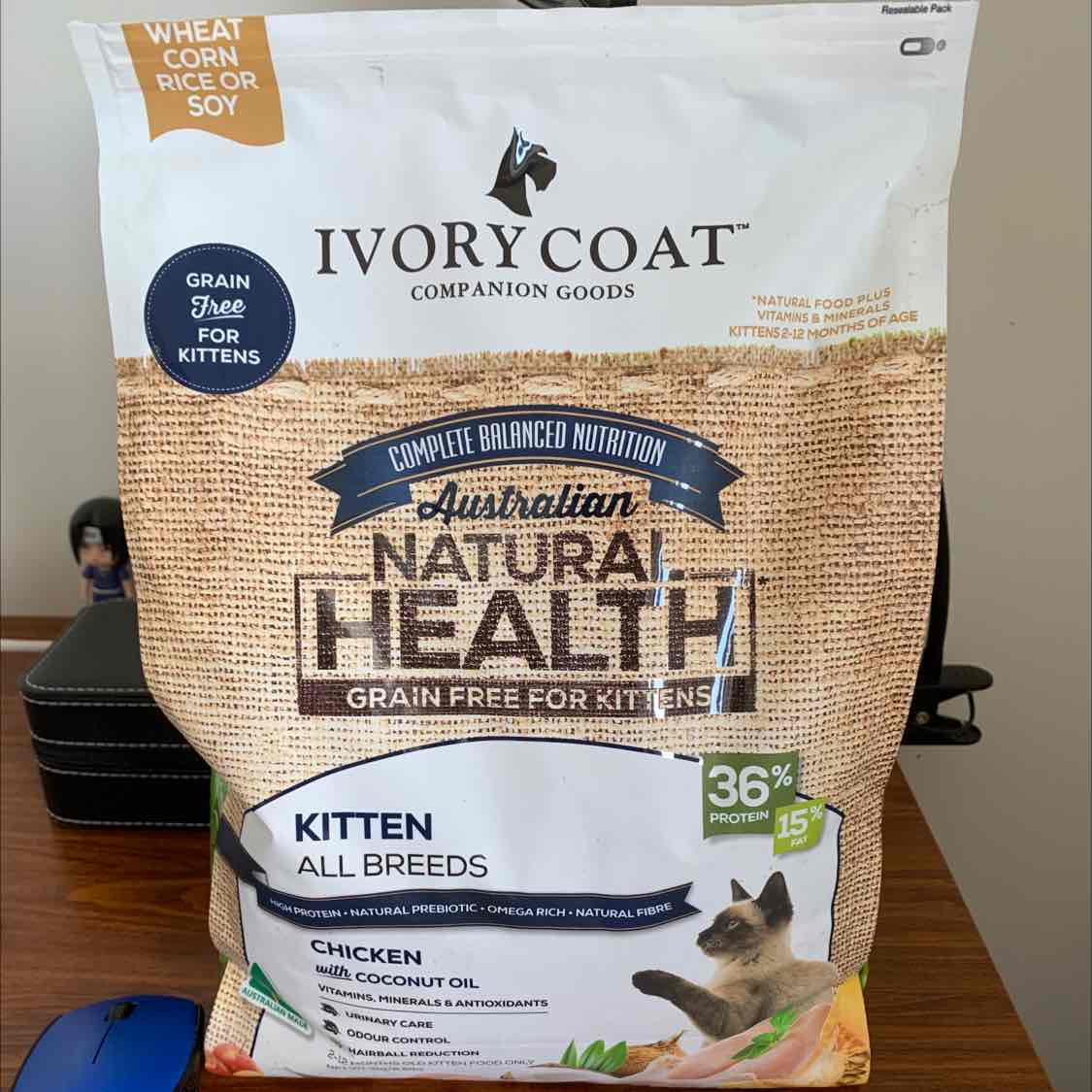 ivory coat kitten