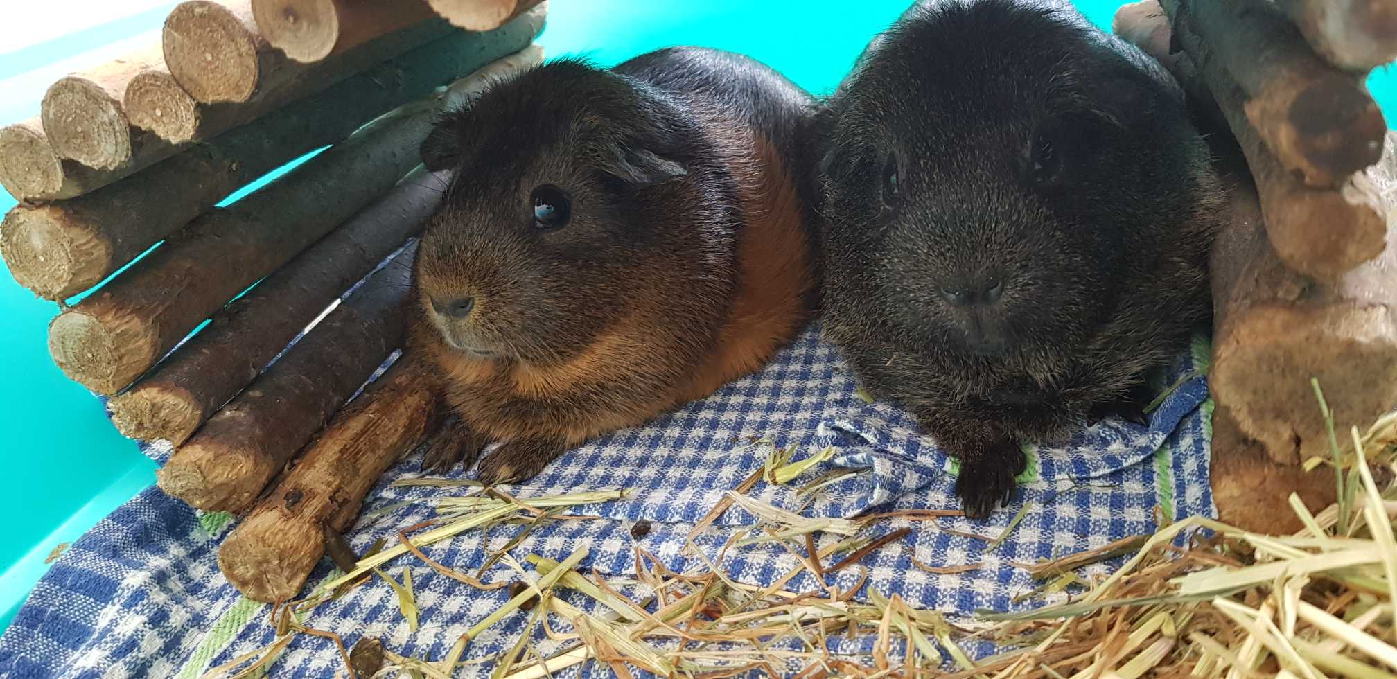 Vetafarm Cavy Origins Complete Balanced Diet Guinea Pig Food 1.5kg 14.64