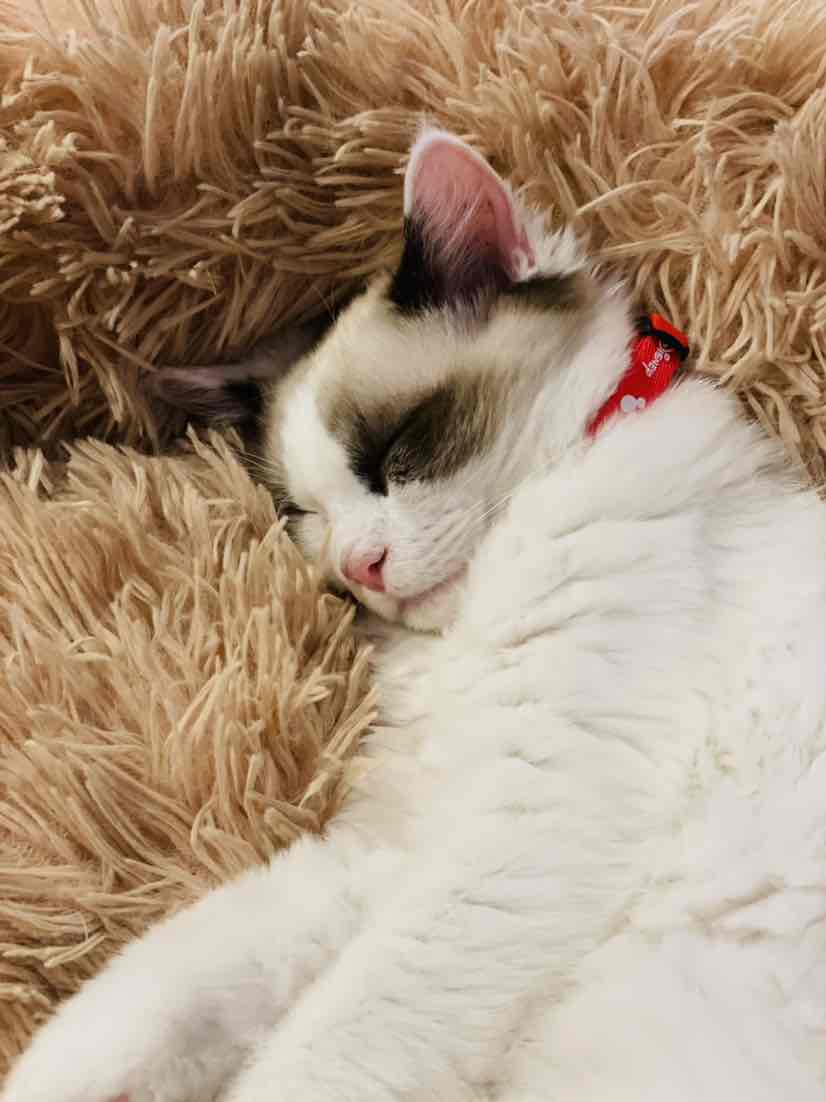 Trouble And Trix Angel Crystal Lavender Scent Cat Litter 19.2kg 91.00