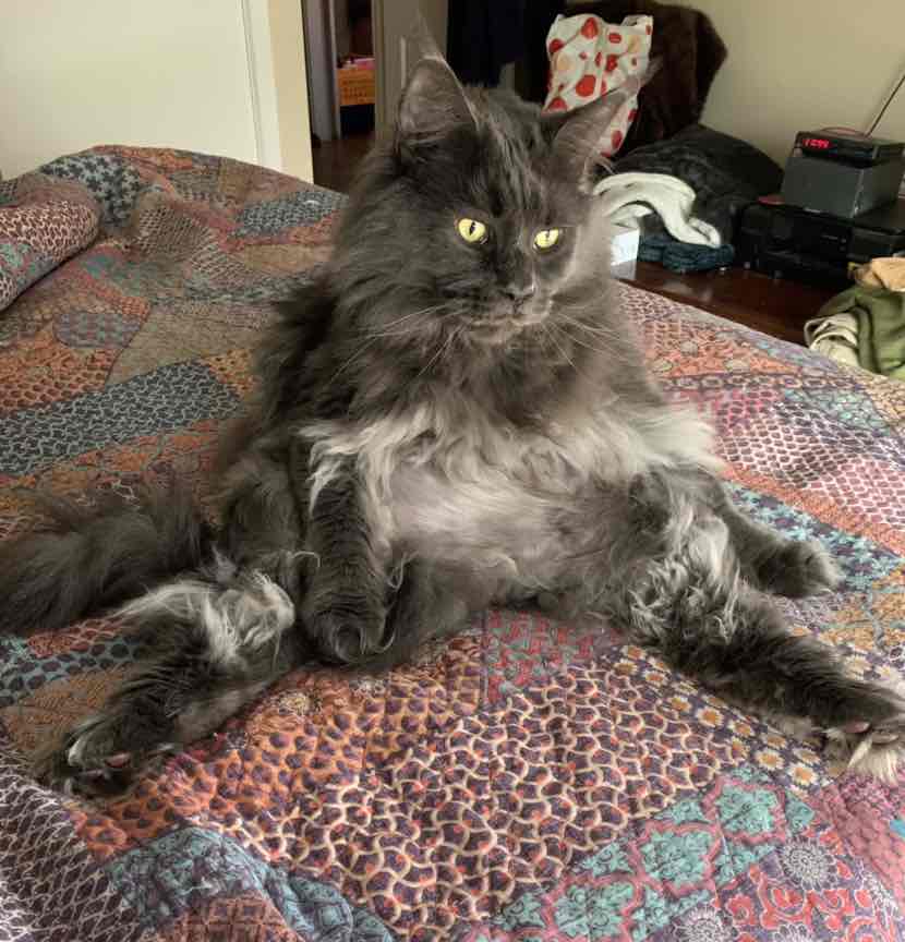 Meals for Meows MfM Single Meat Protein Grain Free Duck Adult Dry Cat