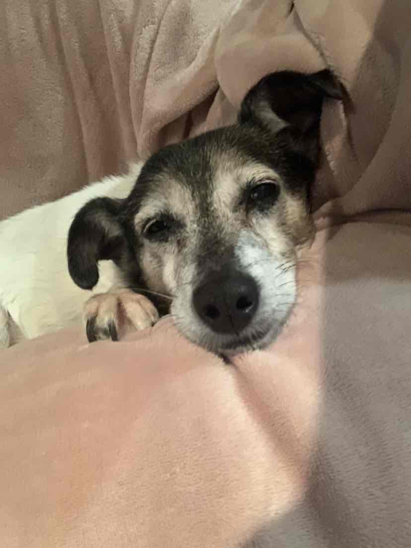 dingo dental spirals