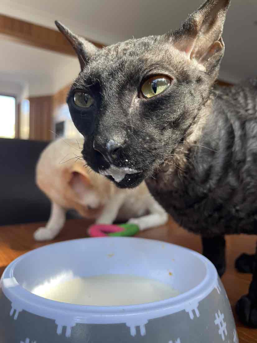 catit play n scratch refill