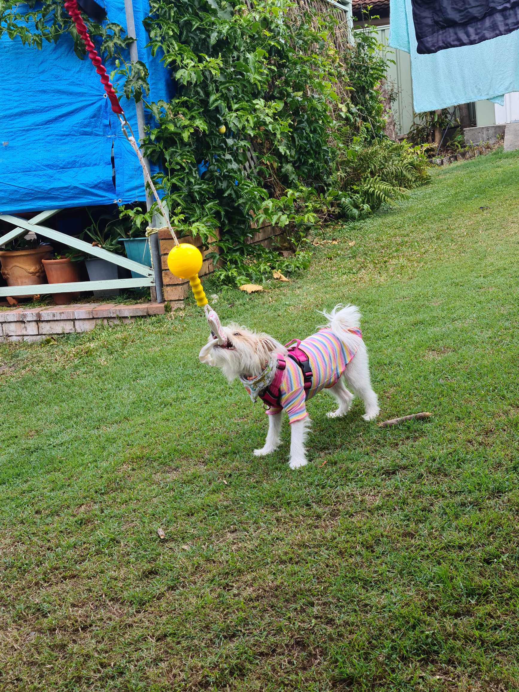 Aussie Dog Home Alone Dog Toy