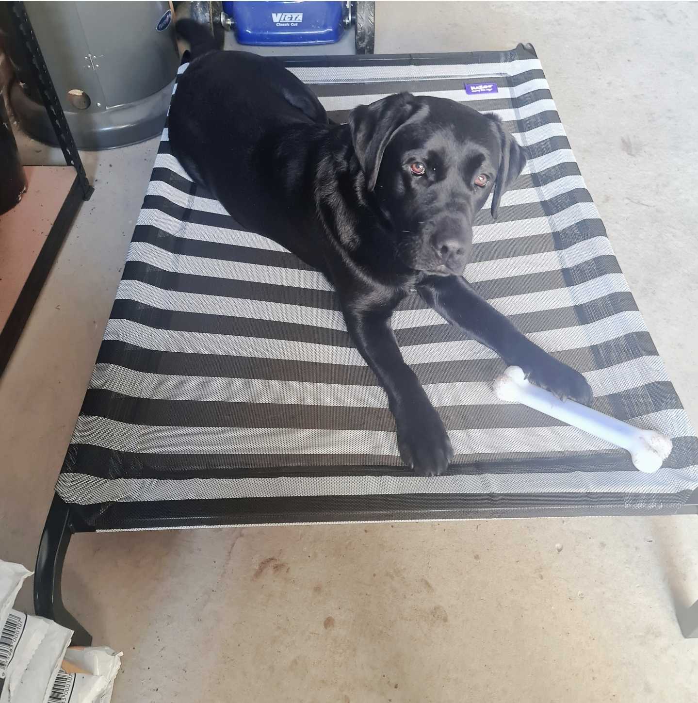 Kazoo Classic Daydream Trampoline Black White Large Dog Bed 90.36