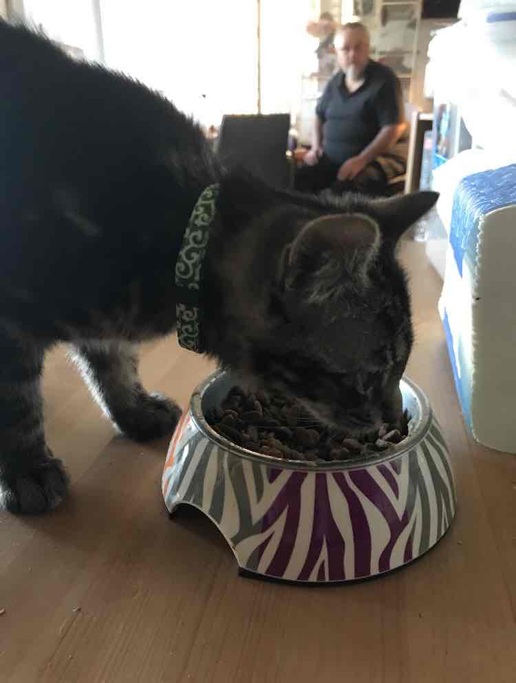 Meals for Meows MfM Single Meat Protein Grain Free Kangaroo Adult Dry