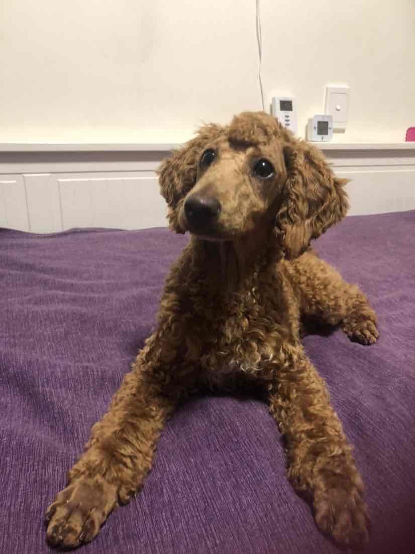 Kleo Ear Cleaner For Dogs 100ml 14.88